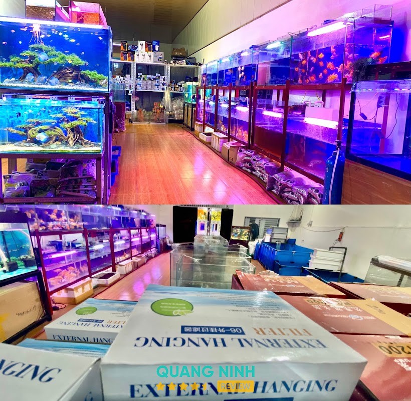Cá Cảnh Tân Anh Hà Lầm Hạ Long