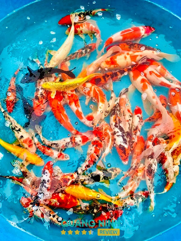 Cá Cảnh Tân Anh – hình ảnh 2