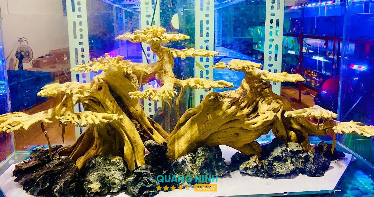 Cá Cảnh Tân Anh – hình ảnh 3