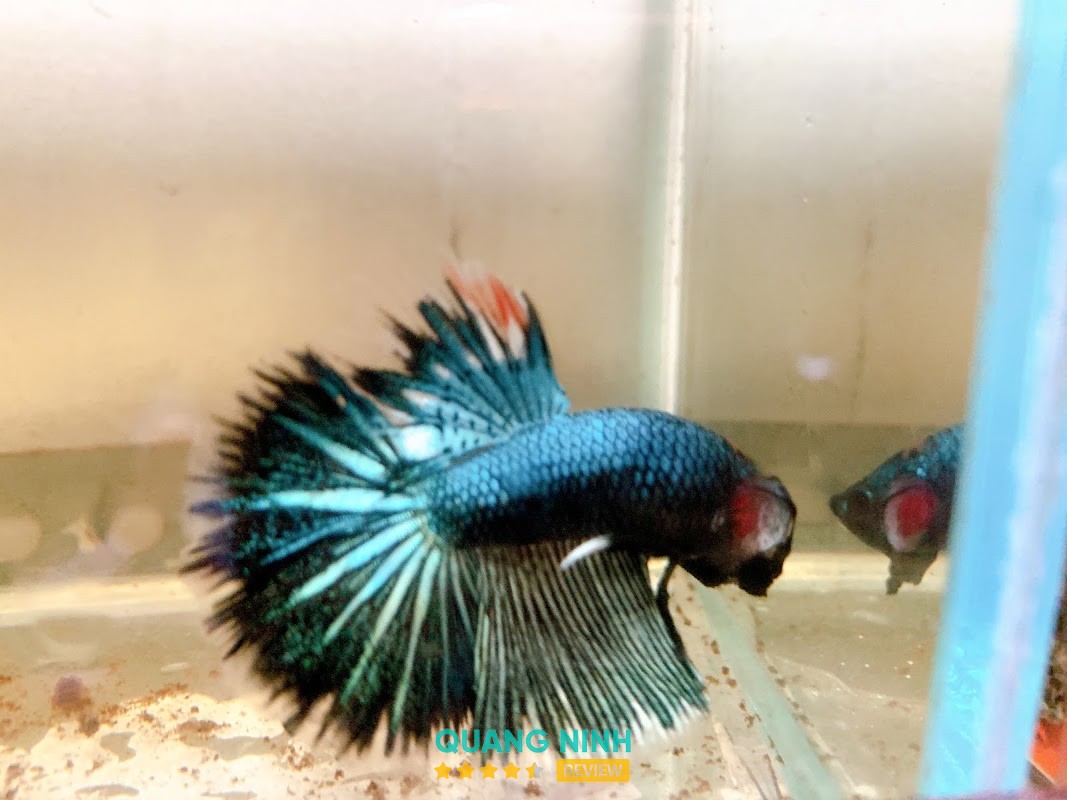 Betta Cá Chọi Hạ Long
