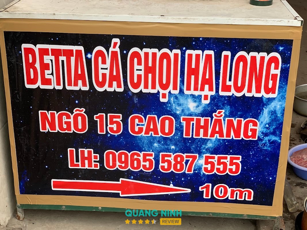 Betta Cá Chọi Hạ Long – hình ảnh 2