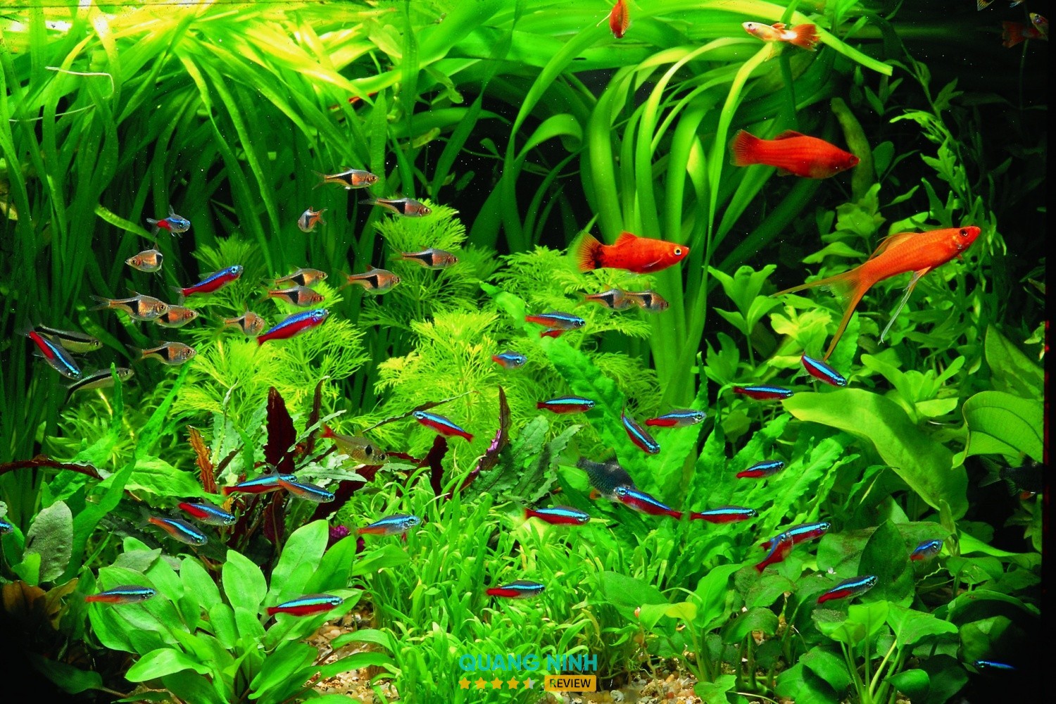 Thủy Sinh Quảng Ninh – hình ảnh 2