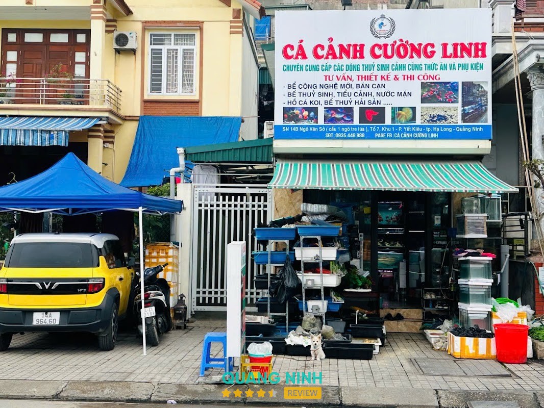 CÁ CẢNH CƯỜNG LINH Quảng Ninh
