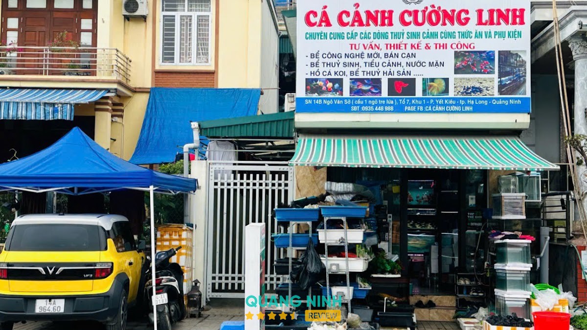 CÁ CẢNH CƯỜNG LINH – hình ảnh 2