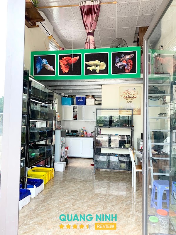 CÁ CẢNH CƯỜNG LINH – hình ảnh 3