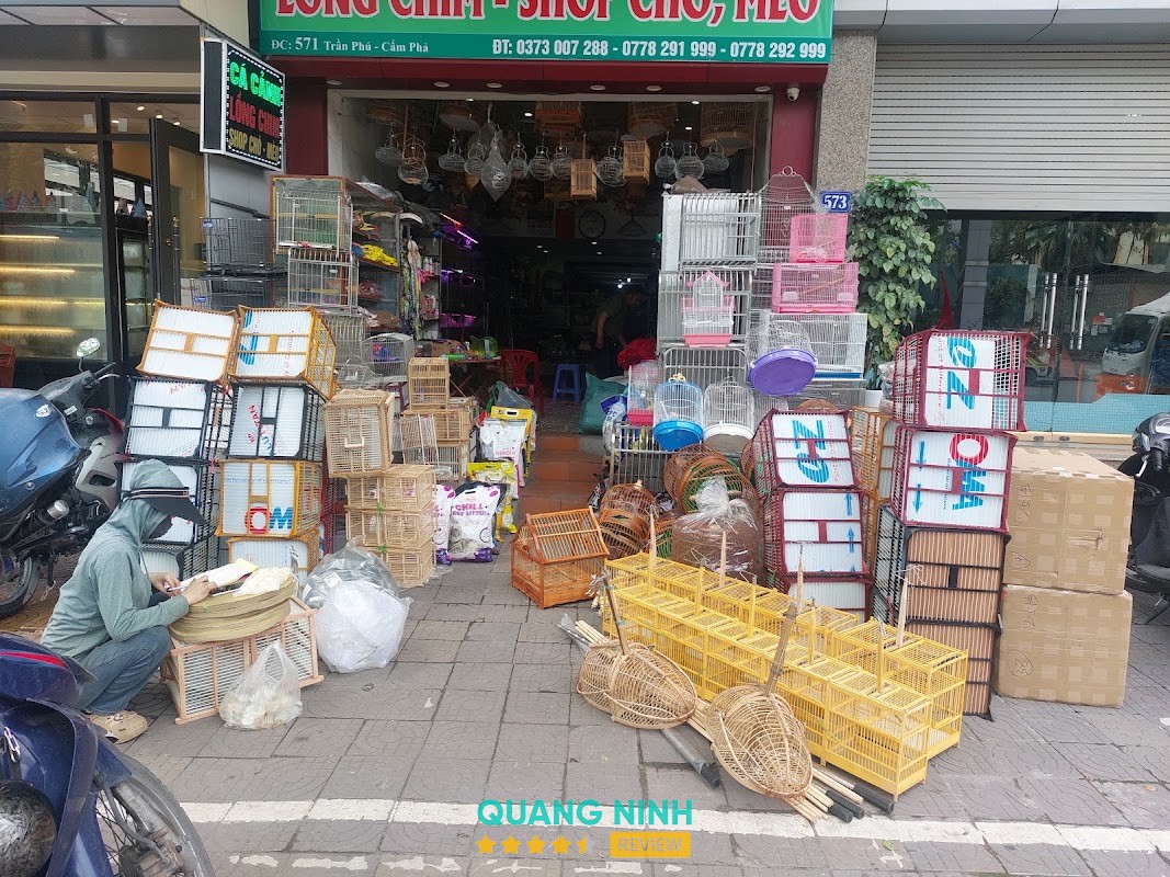 cá Cảnh Tuấn Nguyên Quảng Ninh