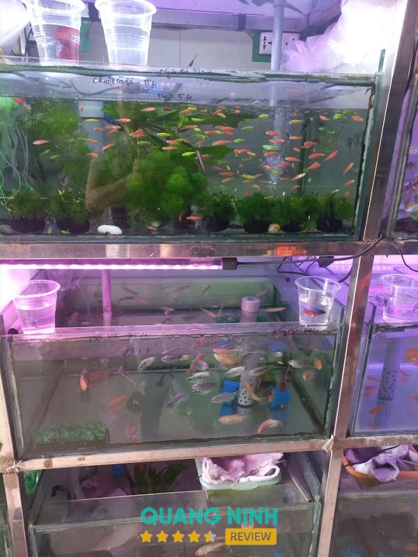 cá Cảnh Tuấn Nguyên – hình ảnh 2