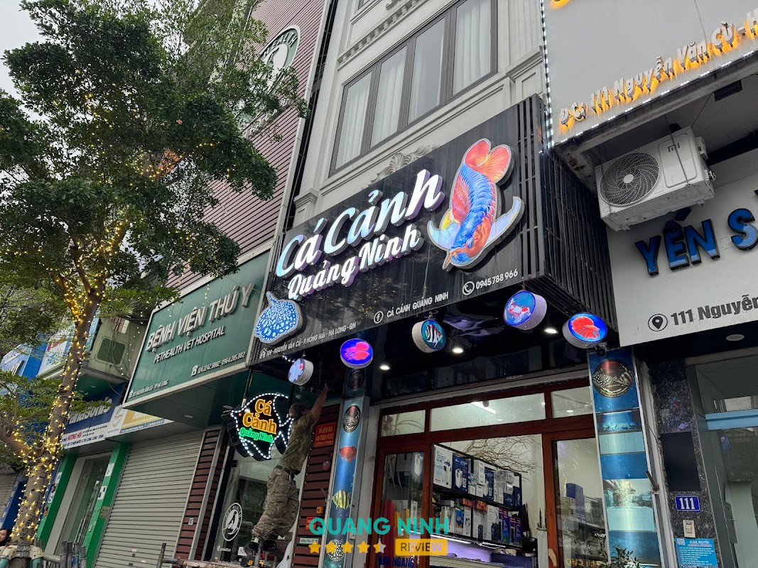 Cá Cảnh Quảng Ninh Quảng Ninh