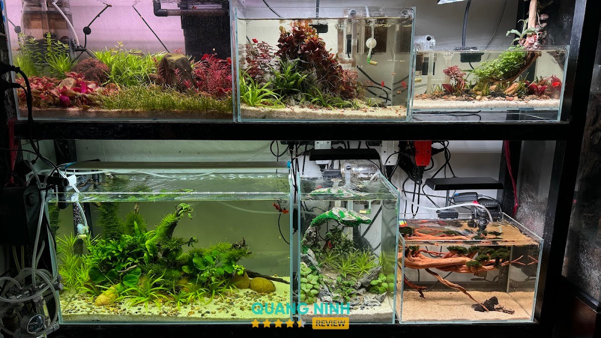 Cá Cảnh Quảng Ninh – hình ảnh 2
