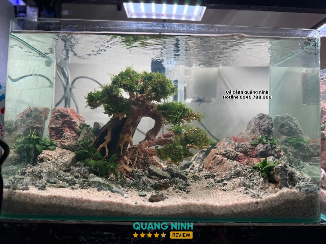 Cá Cảnh Quảng Ninh – hình ảnh 3