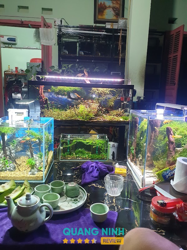 CÁ CẢNH GÀ TRE CẢNH Quảng Ninh