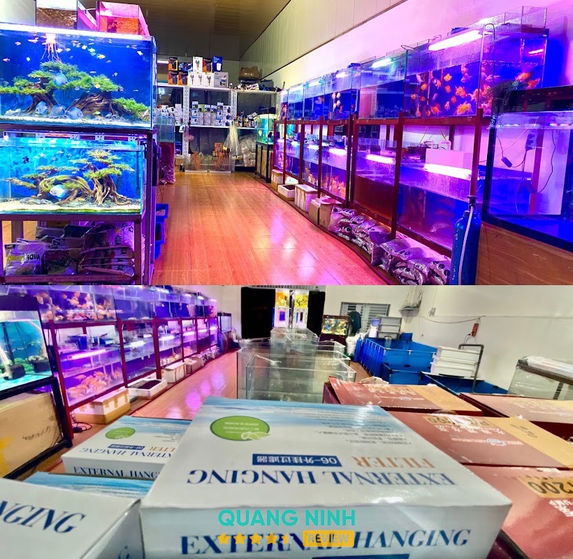 Cá Cảnh Tân Anh Quảng Ninh