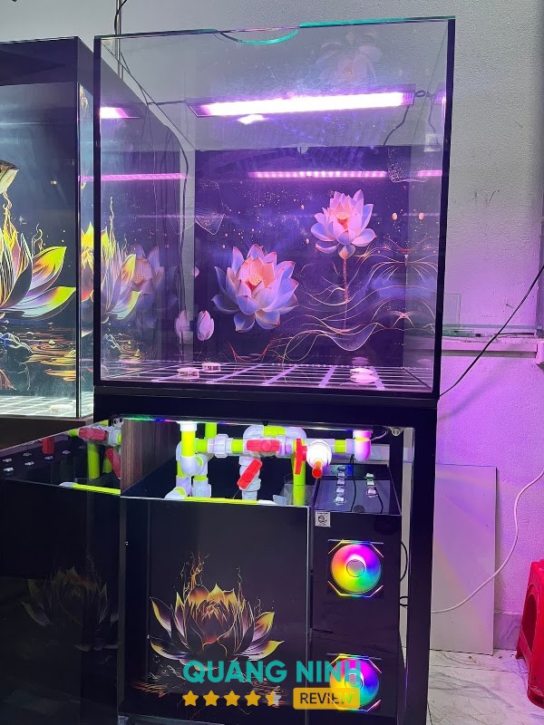 Cá Cảnh Hạ Long "VT" – hình ảnh 2