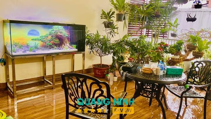 Sơn Cá Cảnh – hình ảnh 2