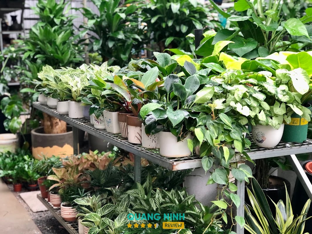 Cây xanh 365 Hạ Long – hình ảnh 3