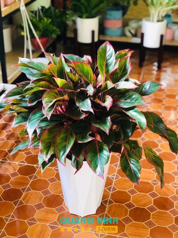 Đốm Garden Hạ Long