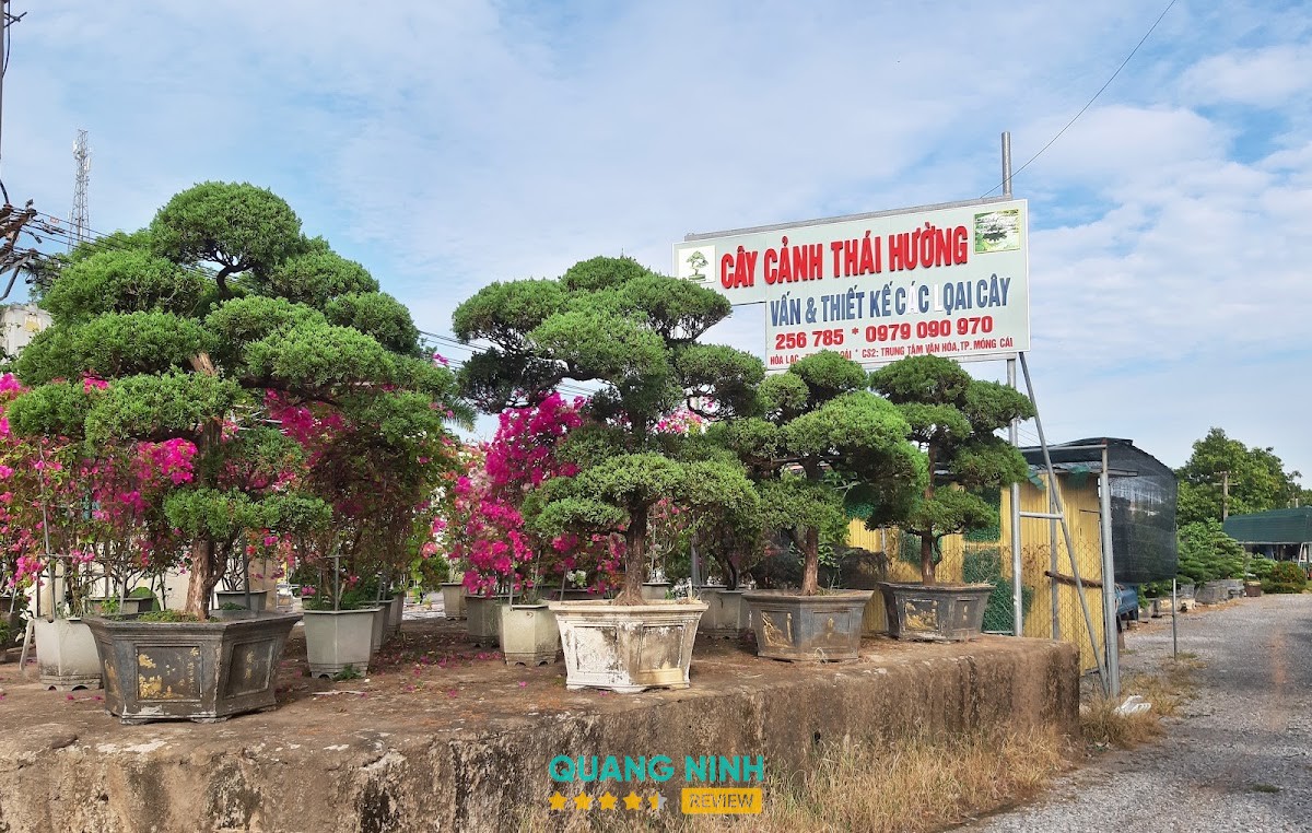 Cây Cảnh Thái Hường Móng Cái