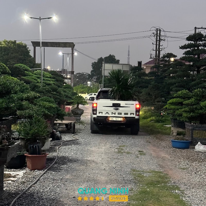 Cây Cảnh Thái Hường – hình ảnh 2