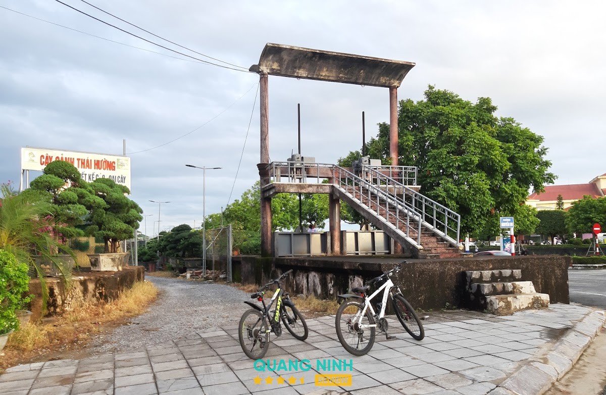 Cây Cảnh Thái Hường – hình ảnh 3