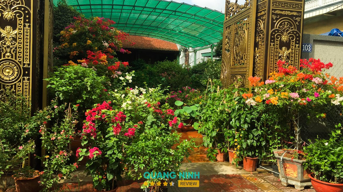 Cây cảnh Huyền Tâm Anh