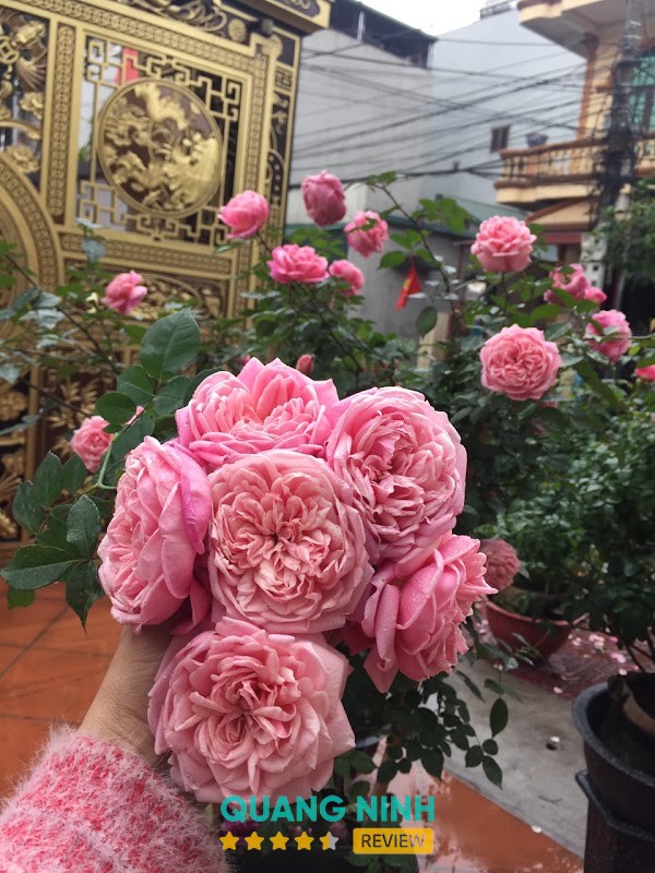 Cây cảnh Huyền Tâm Anh – hình ảnh 2