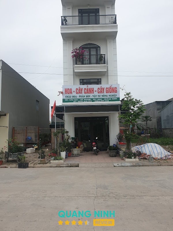 Cửa hàng cây cảnh - cây giống tại Cao Xanh