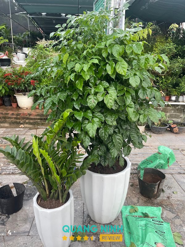 Nhà vườn Nhi Ngọc – hình ảnh 2