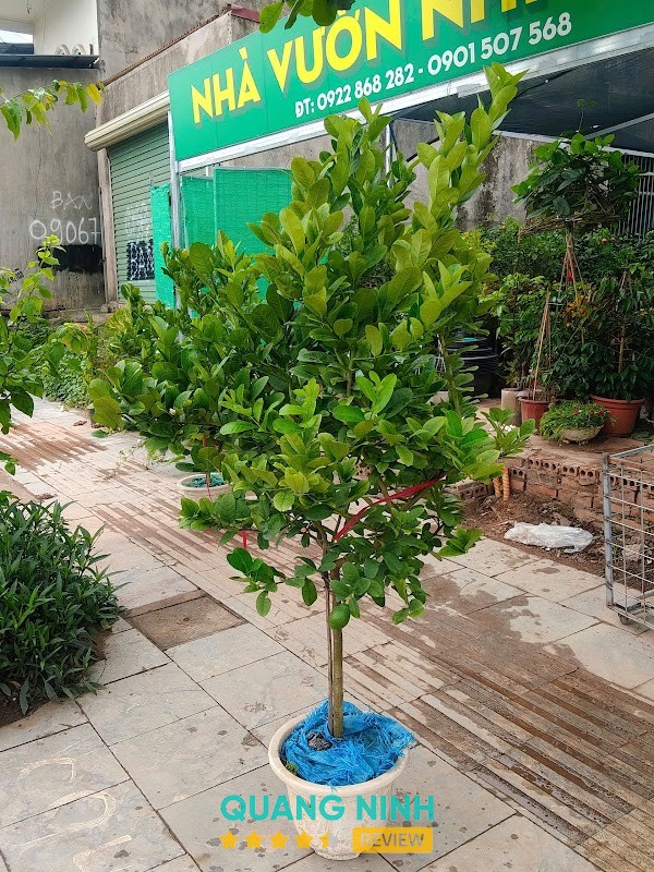 Nhà vườn Nhi Ngọc – hình ảnh 3