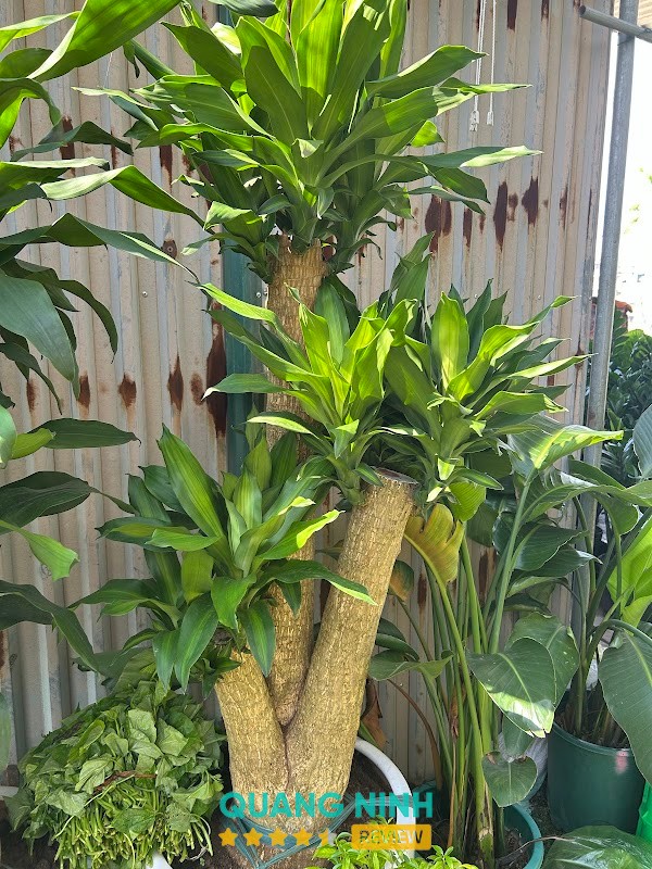 Nội Thất Hạ Long – hình ảnh 3