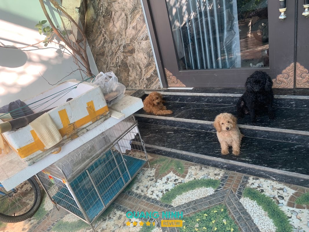 King Pet – hình ảnh 2