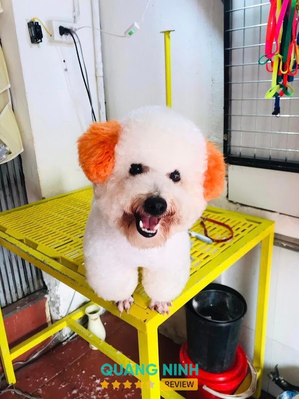 Go Pet shop – hình ảnh 3