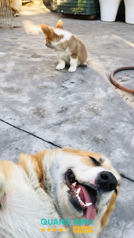 Su Pet's House – hình ảnh 3