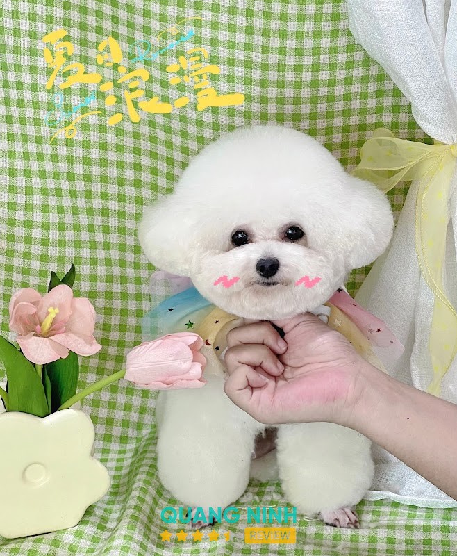 Cici Pet House Hồng Gai Quảng Ninh