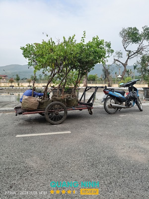 Công ty than Mạo Khê hình ảnh 2