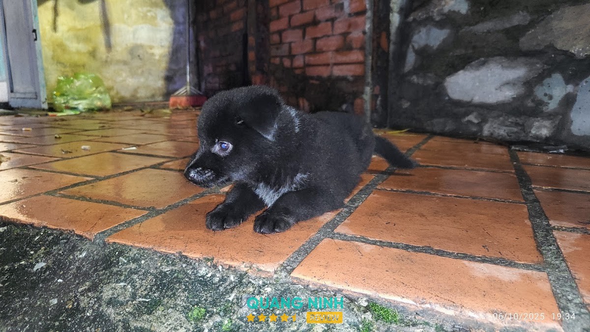 Thú y Hoàng Dương Hạ Long