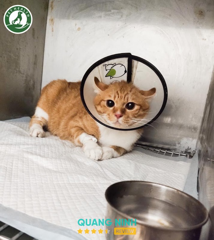 Bệnh viện thú y Pethealth Hạ Long – hình ảnh 2
