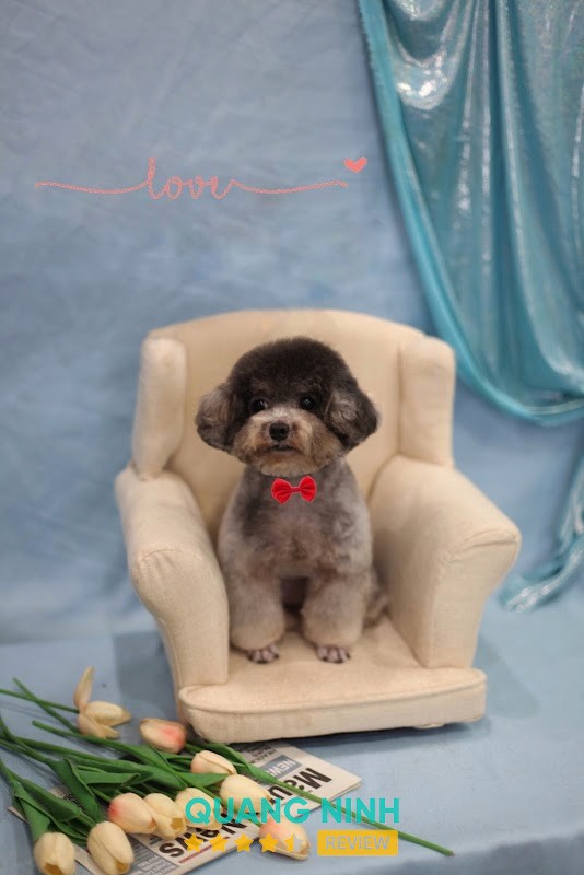 Phòng khám Thú Y Dr Hoàng - Pet shop – hình ảnh 1