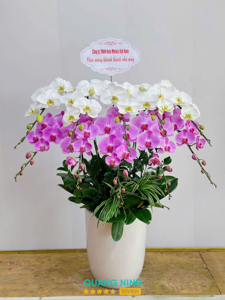 Mẫu hoa được giới thiệu tại Hoarosa Móng Cái