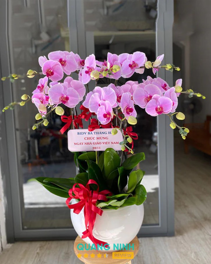 Hình ảnh hoa lan tại Siin Store