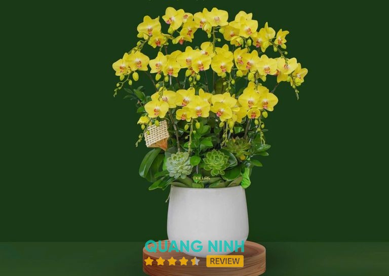Mẫu hoa lan hồ điệp tại Siin Store Móng Cái