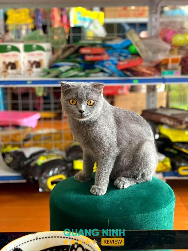 BPink Pet Shop - hình ảnh 2