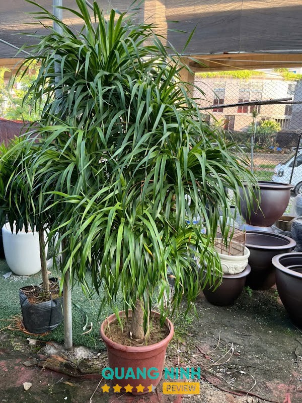 Nội Thất Hạ Long – hình ảnh 2