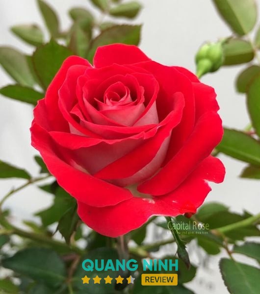Tiệm vàng Đang Dậu Cẩm Phả